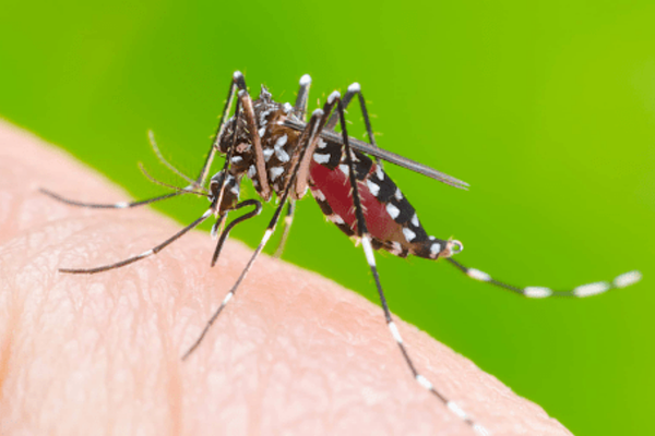 Sốt xuất huyết lây truyền chủ yếu qua vết đốt của muỗi vằn Aedes mang mầm bệnh