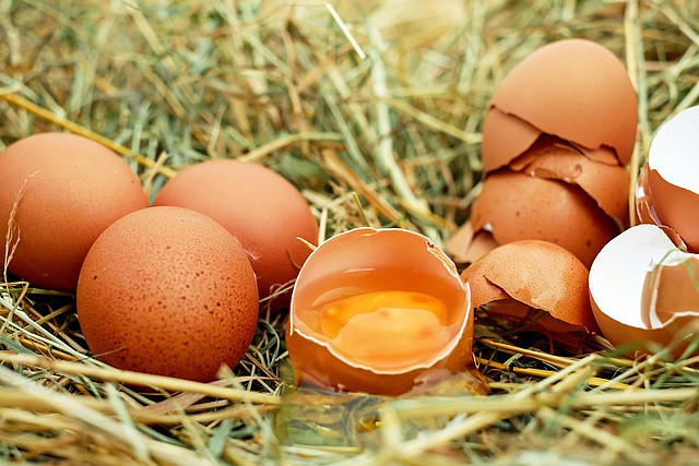Free Eggs Chicken Eggs photo and picture