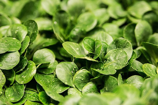 Free Lettuce Leaves photo and picture