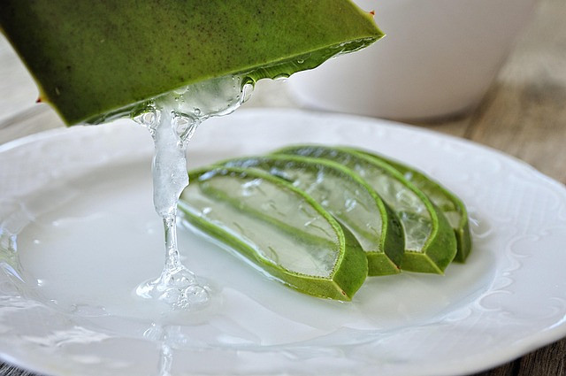 Free Aloe Aloe Vera photo and picture